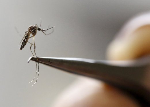 First Case Of Zika Spread By Sex From Woman To Man New Straits Times Malaysia General 2841