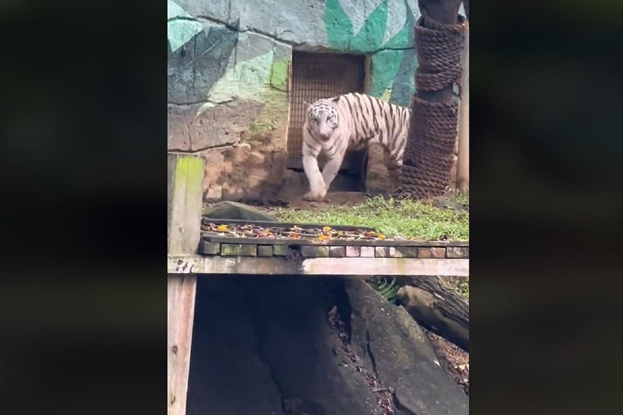 Zoo Melaka faced widespread criticism from both netizens and zoo visitors after a video of its emaciated and listless tiger went viral. - Screengrab from TikTok