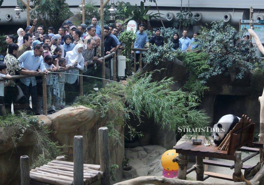 For Zoo Negara, the timely aid eases a tough period not too long ago when it struggled to stay afloat, hit hard by the Covid-19 pandemic lockdown that forced it to close and appeal for public donations, mostly to feed and care for the animals. - NSTP/FATHIL ASRI