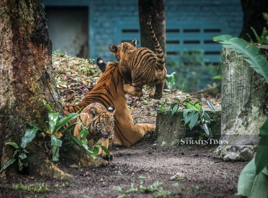 Can We Bring Food To Zoo Negara