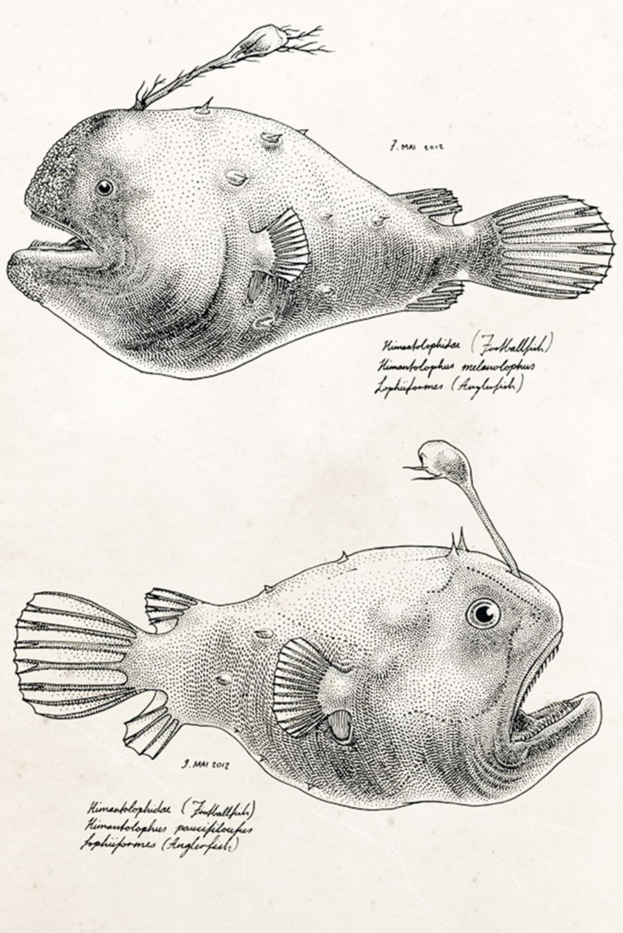Left: Illustrator Jared Muralt has garnered a large following from all over the world mainly due to his trademark stippling technique and diaristic sketches in his notebook. 