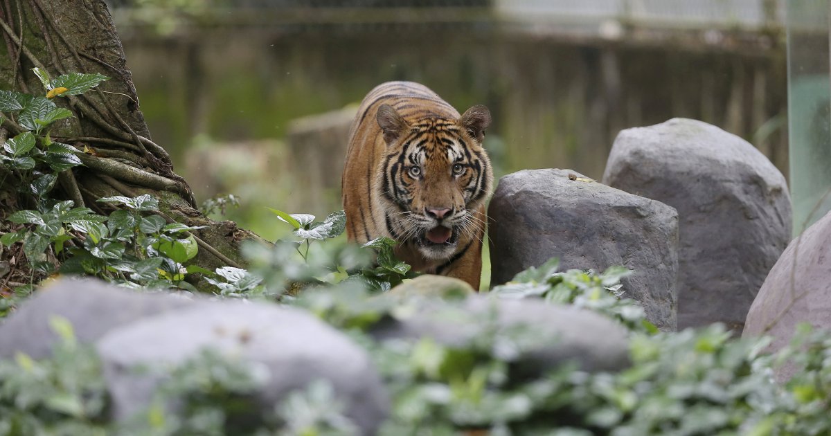 Malayan Tiger could go extinct in five to 10 years if no drastic action ...