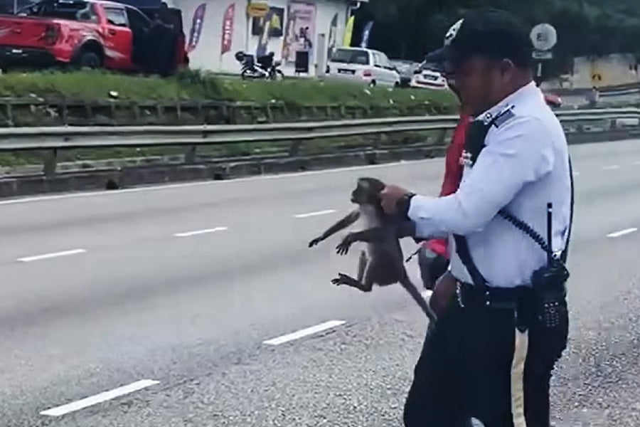 A policeman has received praise from netizens for saving a baby monkey that was ‘stuck’ on the divider of the MRR2 recently. - Pic from Social media