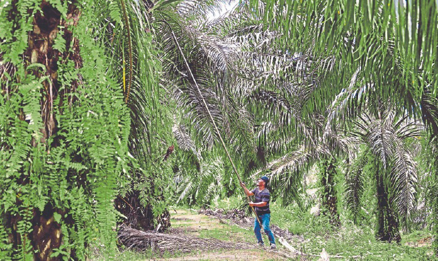 Hassan Mukmin Amat pruning oil palm fronds at his plantation in Felda Soeharto, Hulu Selangor. File pic