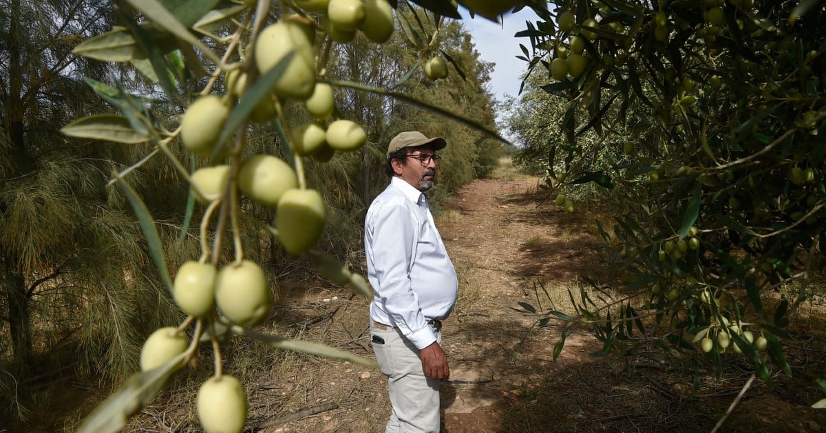 Algerian farmer's olive oil wins global recognition