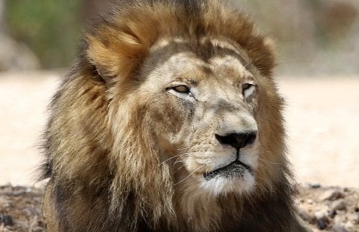 Chile zoo kills lions to protect suicidal man in their cage | New ...