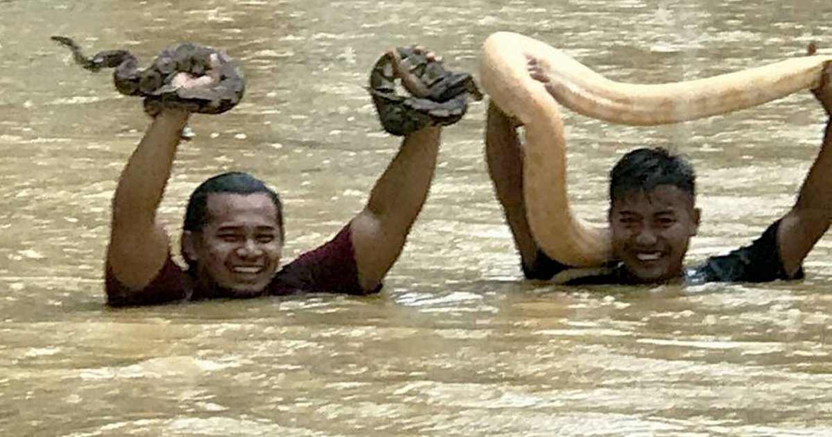 Rising floodwaters prompt park's employees to save the snakes | New ...