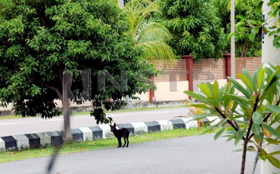 Building A Shelter For Stray Dogs