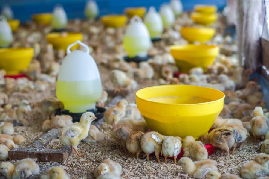 The chickens are nurtured organically and slowly over a period of 70 days to reach their optimal size.