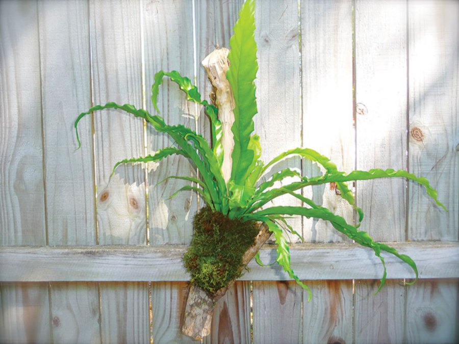 Create mounted bird’s nest fern on wood to beautify any part of the house.