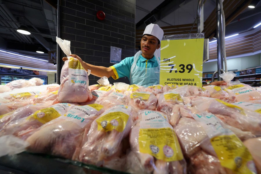 Staff at Lotus Supermarket sorted the chicken sold for RM7.39 per kilogram during the Bernama survey. - BERNAMA Pic