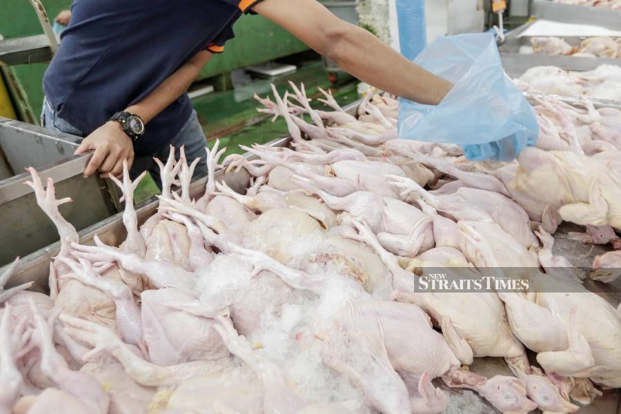 The Malaysia Competition Commission (MyCC) is closely monitoring market activities following the end of subsidies and price controls on chickens yesterday.- NSTP/AIZUDDIN SAAD