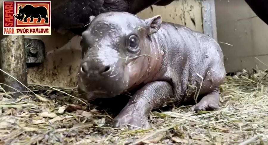 A baby hippo, recently born in a zoo at Dvur Kralove nad Labem in the northern part of the Czech Republic, was presented to the public for the first time on Monday. - Screengrab via Dvur Kralove Zoo 