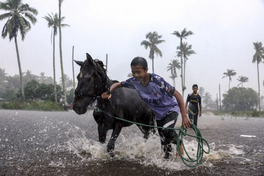 PASIR PUTEH: Mohd Danish Ikram Mohd Faisal attempting to move his Belimo horse to a safe location following continuous heavy rain in Kelantan since yesterday. -- BERNAMA PIC