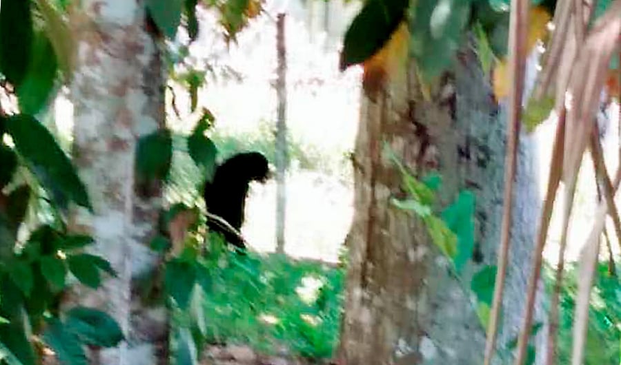 Father saves son from sun bear attack, hits bear with piece of wood ...