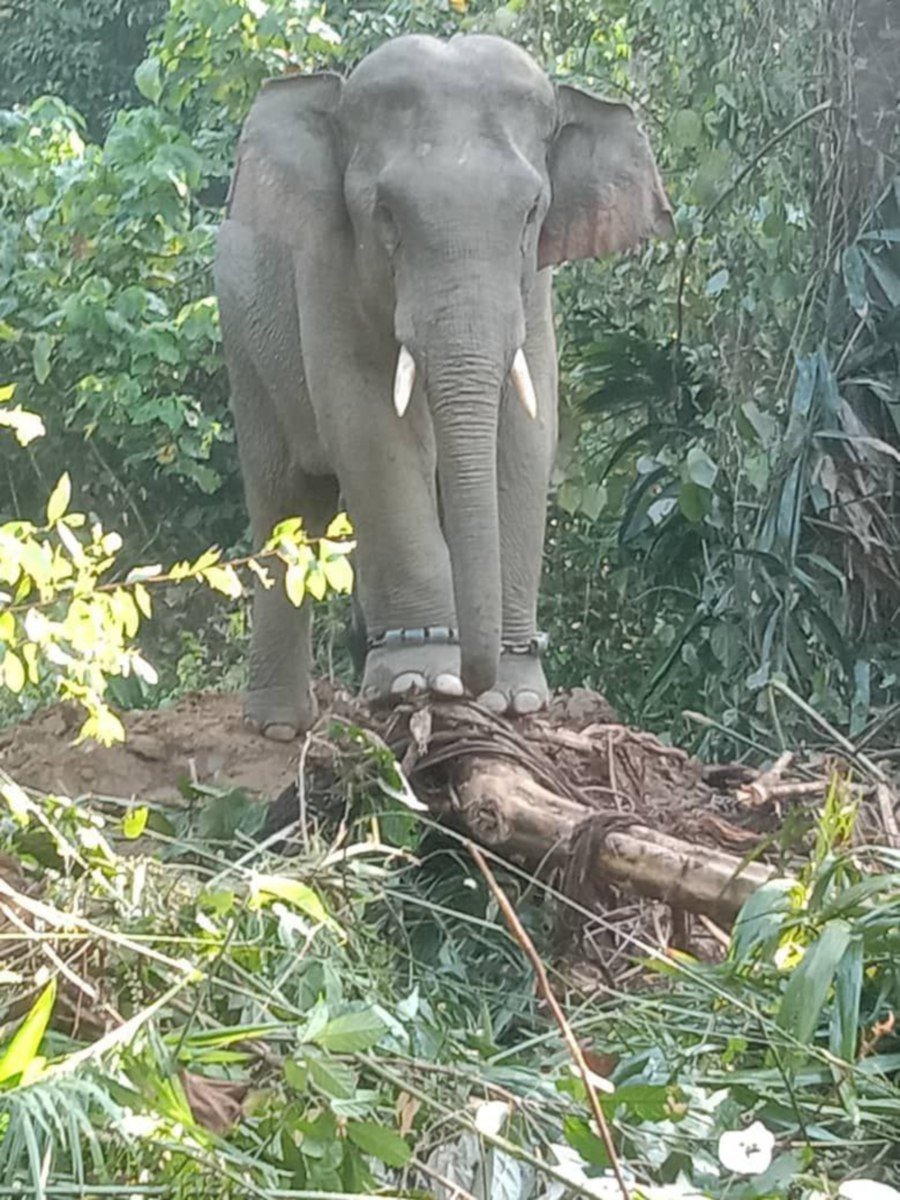 The state Wildlife Department has captured a wild elephant in Kampung Laloh near Kuala Krai on Wednesday.- Courtesy pic (Wildlife Department)