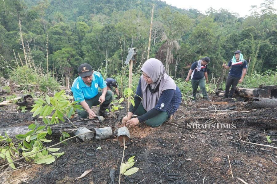 Terengganu targets to plant 3 million trees by 2025 New Straits Times