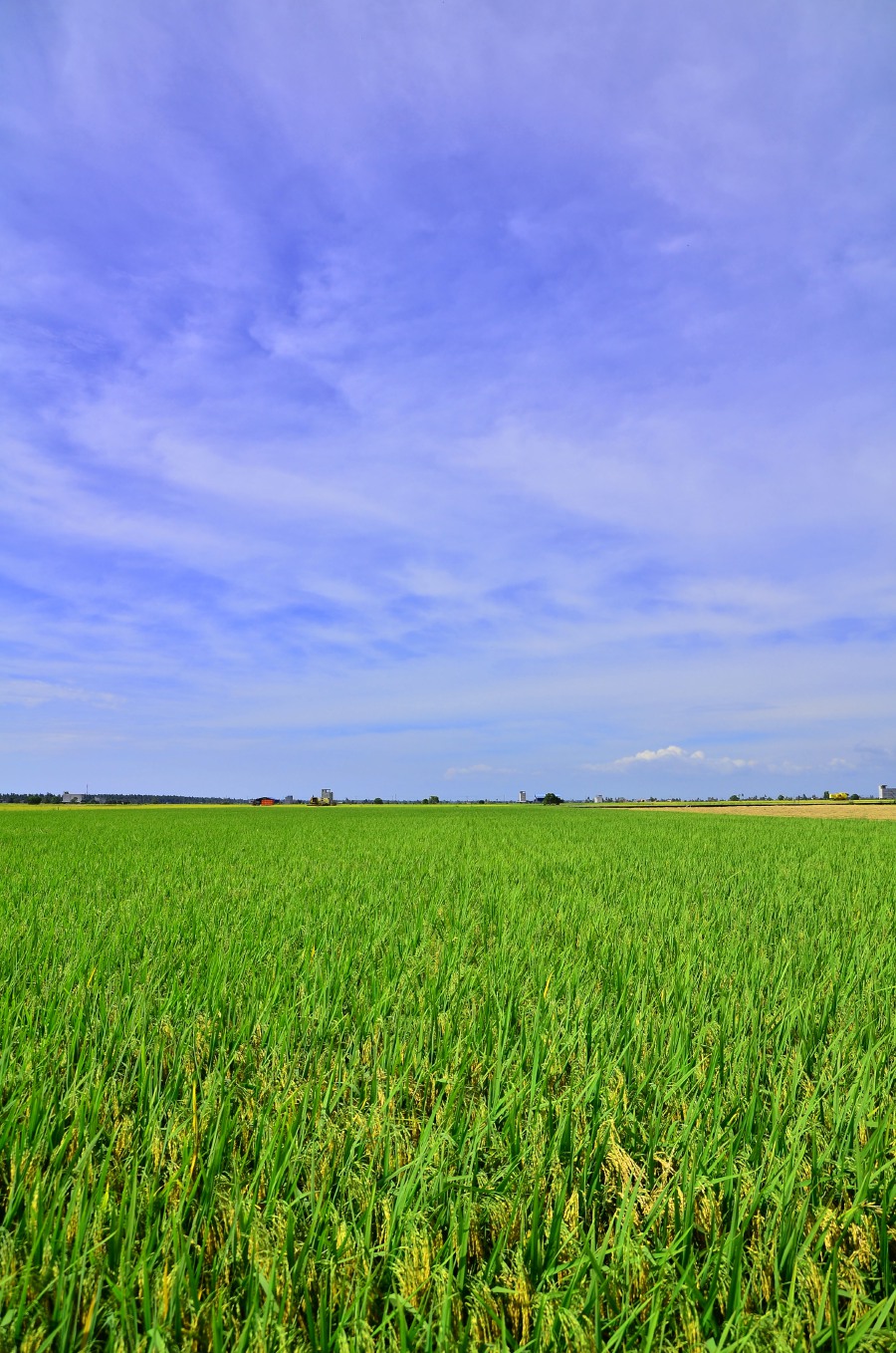 A paddy field — archaeologists believe that rice domestication is one of the most important events in human history. 
