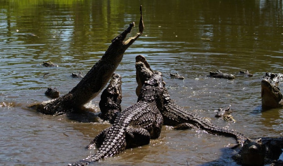 Teen ripped apart and beheaded by crocodile during fishing trip