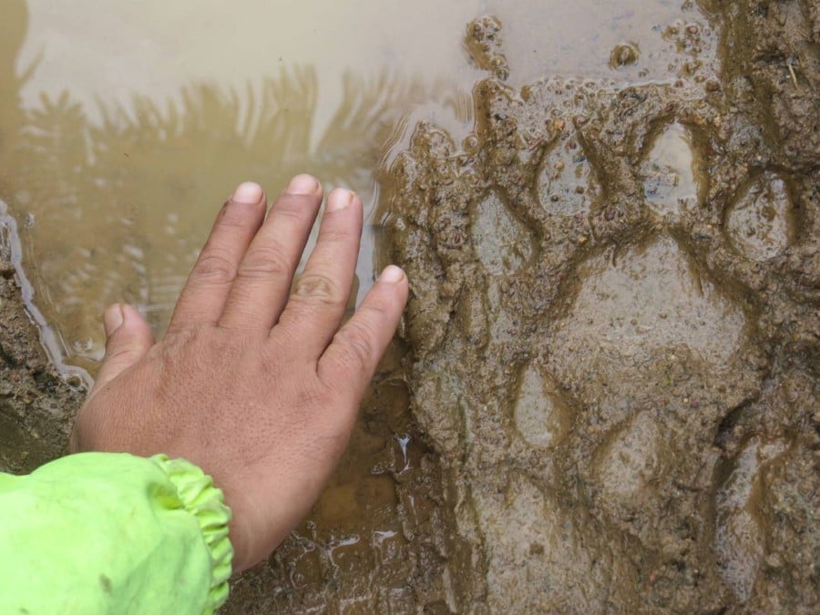 GUA MUSANG 19 NOVEMBER 2023. Residents show tiger footprints found in Chin Teck palm oil plantations. - NSTP/Paya Linda Yahya