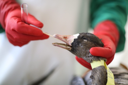  A member of staff at the Chemisches und Veterinaeruntersuchungsamt Rhein-Ruhr-Wupper (CVUA-RRW, Rhein-Ruhr-Wupper chemical and veterinary investigation office) takes a sample from a goose suspected of having bird flu, in Krefeld, Germany, 22 November 2016. Sweden on Friday said 200,000 chickens were being slaughtered at a farm where bird flu has been detected, following a resurgence in the virus across Europe. EPA 
