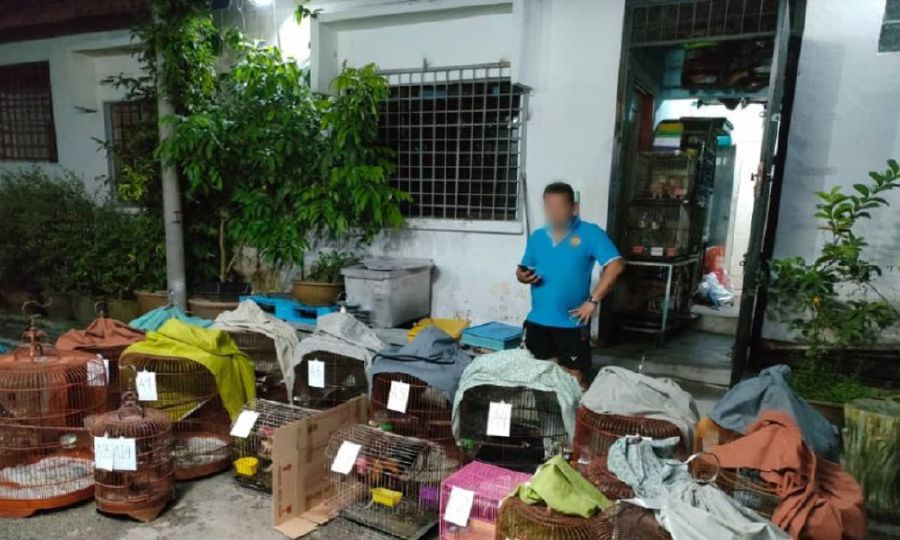 Pasir Gudang pet shop owner probed for illegal possession of wild 