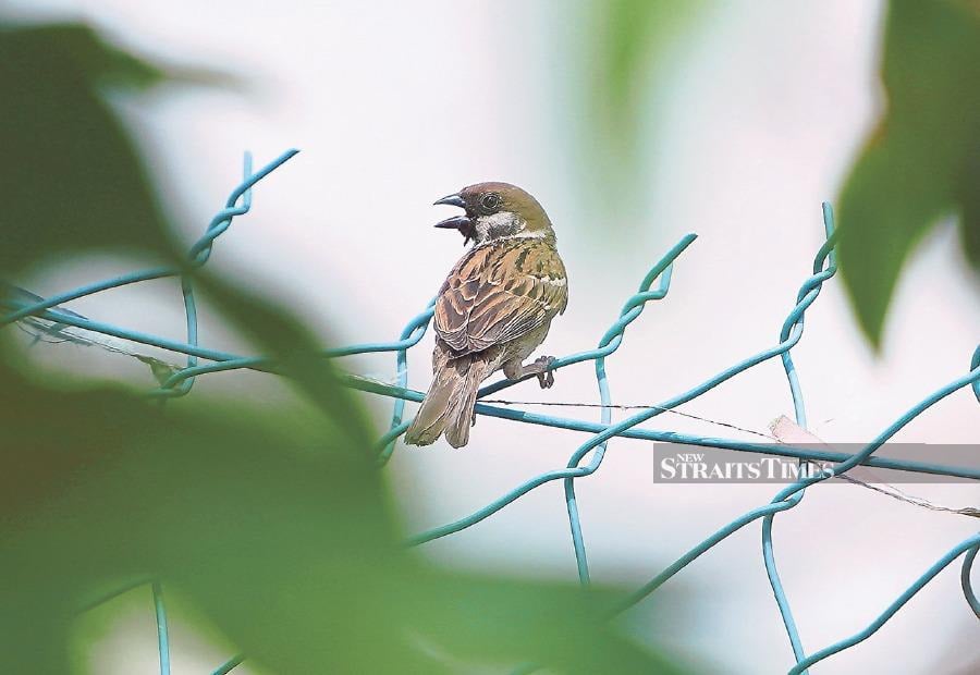 Destruction of wetland bird habitats, loss of shrub vegetation and reduction in breeding sites are contributing to the drop in the number of sparrows. - NSTP file pic