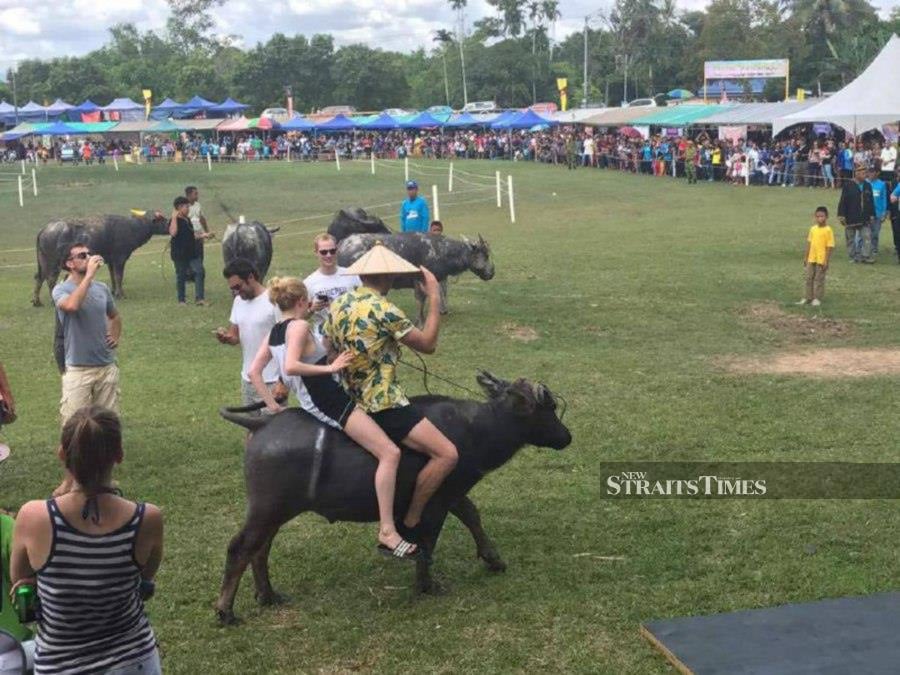The buffalo race of the 2019 Bisaya Pesta Babulang. -- Pic courtesy of Sarawak Bisaya Association
