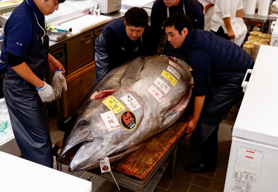 A 276-kilogram bluefin tuna that was auctioned for ¥207 million  (US$1.3 million), which was bought jointly by sushi restaurant operator Onodera Group and wholesaler Yamayuki, is carried into an Onodera sushi restaurant after the first tuna auction of the New Year in Tokyo, Japan. - Reuters pic