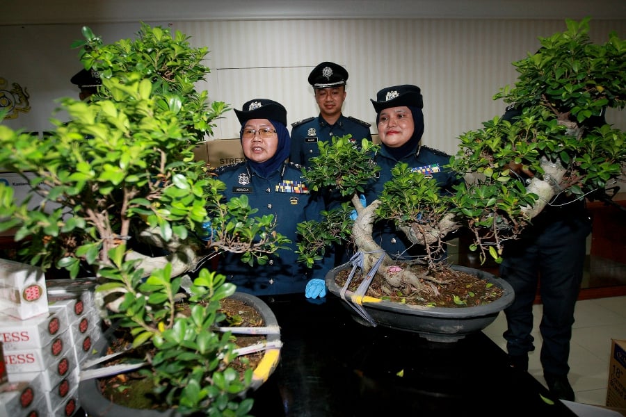 Customs deputy director Norlela Ismail (left) with the seized bonsai trees. -- NSTP/FAIZ ANUAR