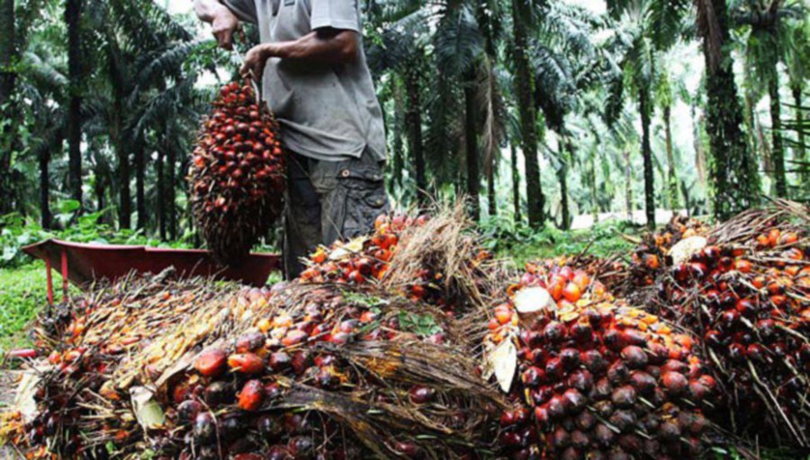 The crude palm oil (CPO) futures contract on Bursa Malaysia Derivatives is expected to trade with a slight upward bias this week due to the recent strength in the crude oil market, said palm oil trader David Ng.