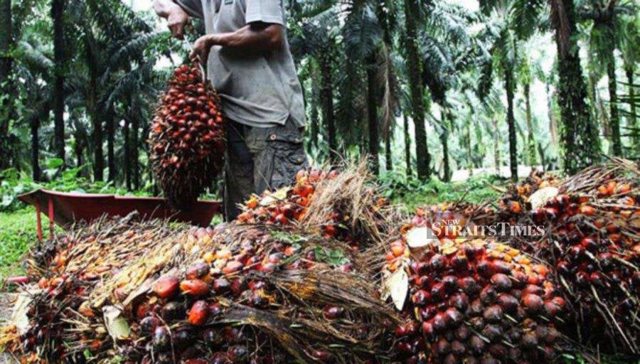 Average local crude palm oil (CPO) delivery prices are expected to close at RM3,648 per tonne in December, according to Kenanga Research.