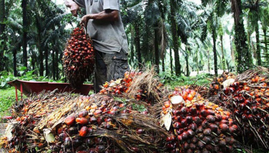 Crude palm oil will trade between RM3,900 and RM4,500 per tonnes until June this year as supplies are expected to tighten in the second quarter, Godrej International analyst Dorab Mistry said.