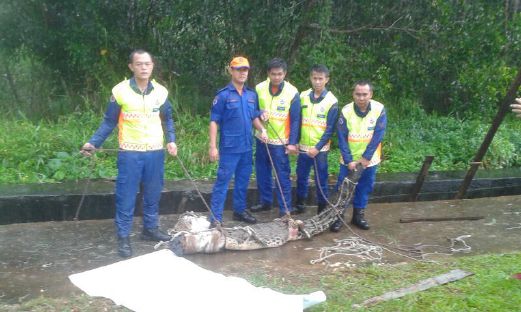 4 Foot Long Crocodile Captured After Roaming Drains