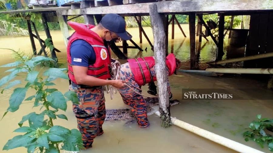 Residents of the Stephen Jugam longhouse in Ulu Niah were forced to kill an aggressive 3m long crocodile on Monday in fear of their safety, particularly the children. - NSTP/MELVIN JONI.