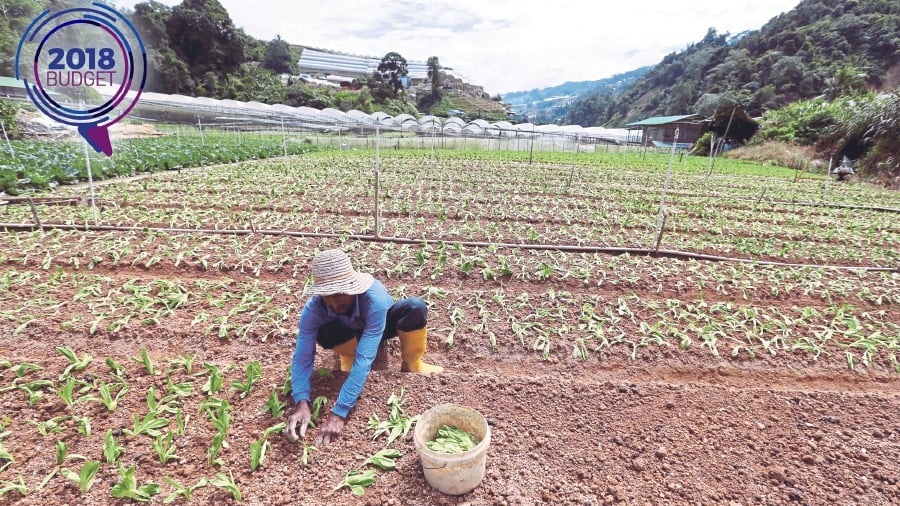 NASH hopeful the new government will concentrate on smallholders ...