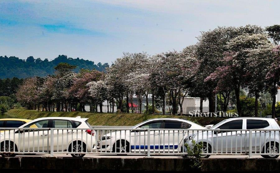 The flowering Tecoma trees along the streets of Penang are creating a picturesque scene reminiscent of a Sakura spring.- Pic credit: NSTP/MIKAIL ONG