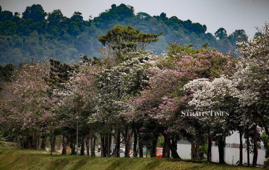 Streets are lined with flowering trees, their petals painting the scene in shades of pink, purple, and white.- Pic credit: NSTP/MIKAIL ONG