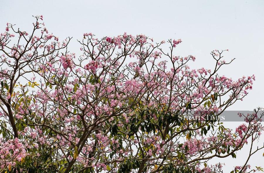 A close-up shot of the Tecoma (Tabebuia rosea).- Pic credit: NSTP/MIKAIL ONG