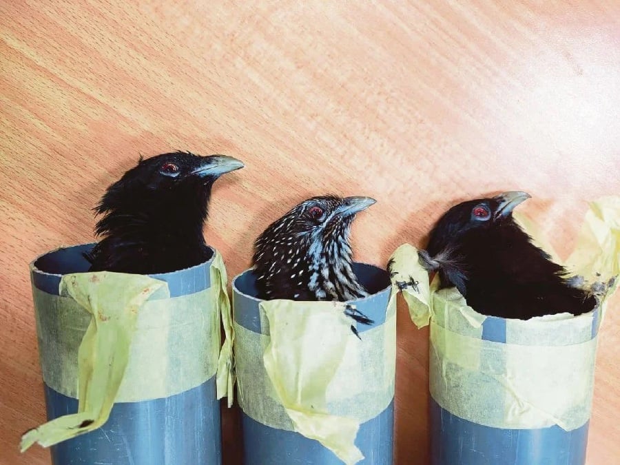 Pic showing the protected wild birds stuffed in PVC pipes. -- Courtesy pic