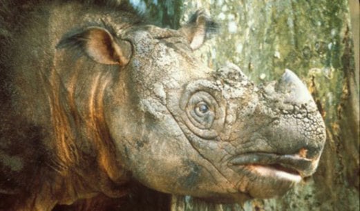 Only three Sumatran Rhino left in Malaysia | New Straits Times