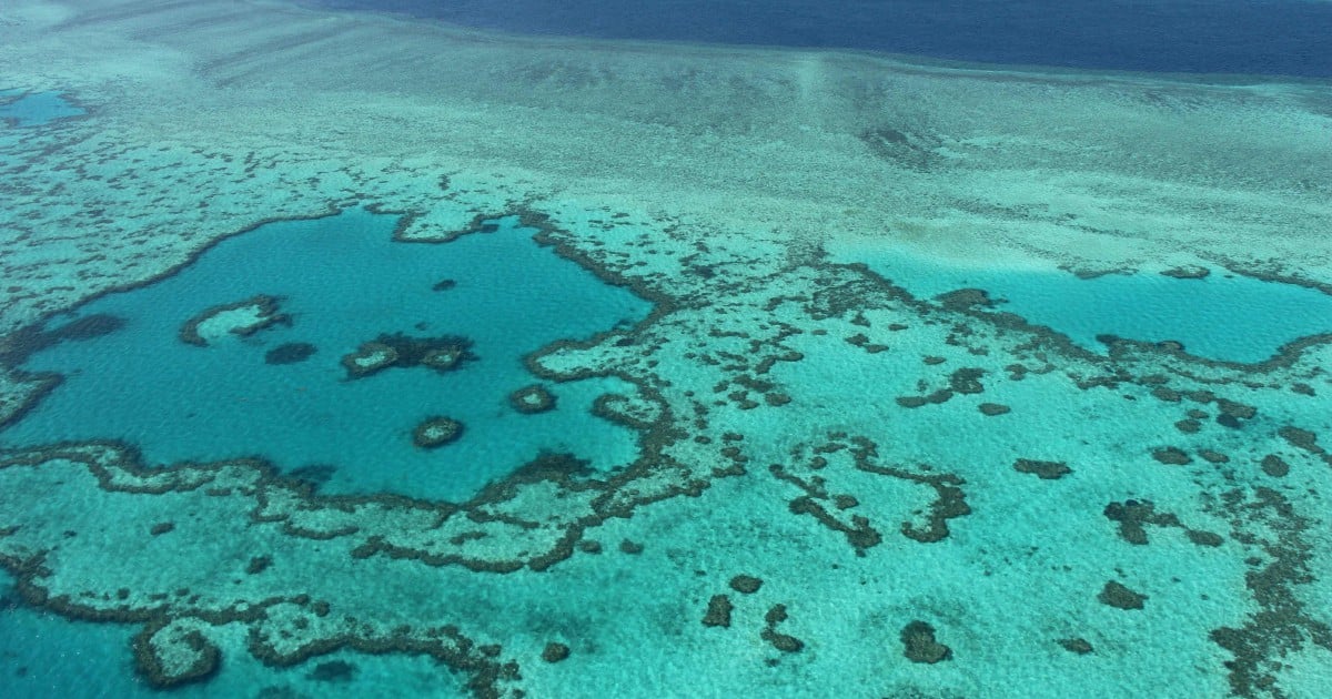 Great Barrier Reef avoids Unesco 'in danger' listing