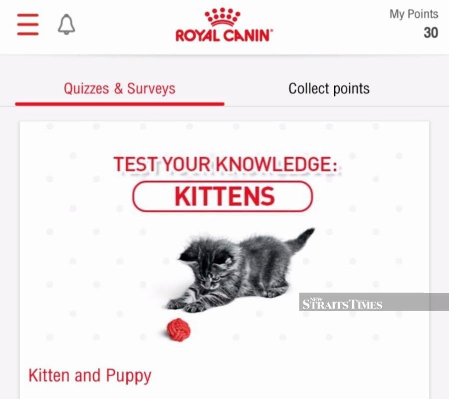 Be Techie With Your Kitty With These Cat Apps