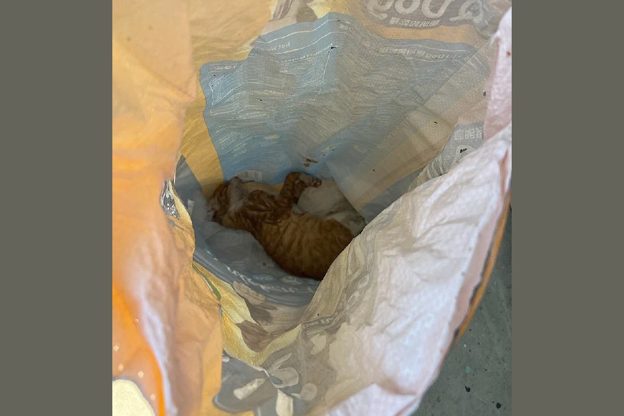 The court found Sumardi Kuba, 49, guilty of confining a female domestic cat inside a tightly tied sack, resulting in the animal's tragic death. - Pic courtesy of Veterinary Services Dept