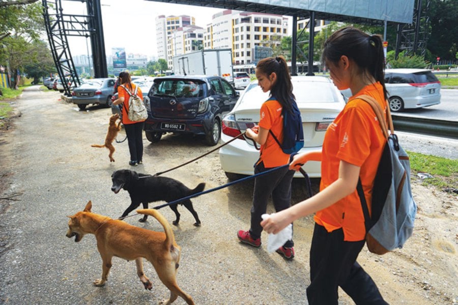 animal shelter malaysia volunteer