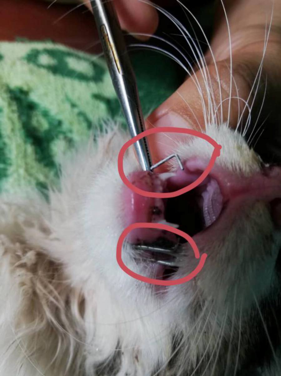 Heinous anus: Bangi sadist uses stapler to puncture kitten 24 times