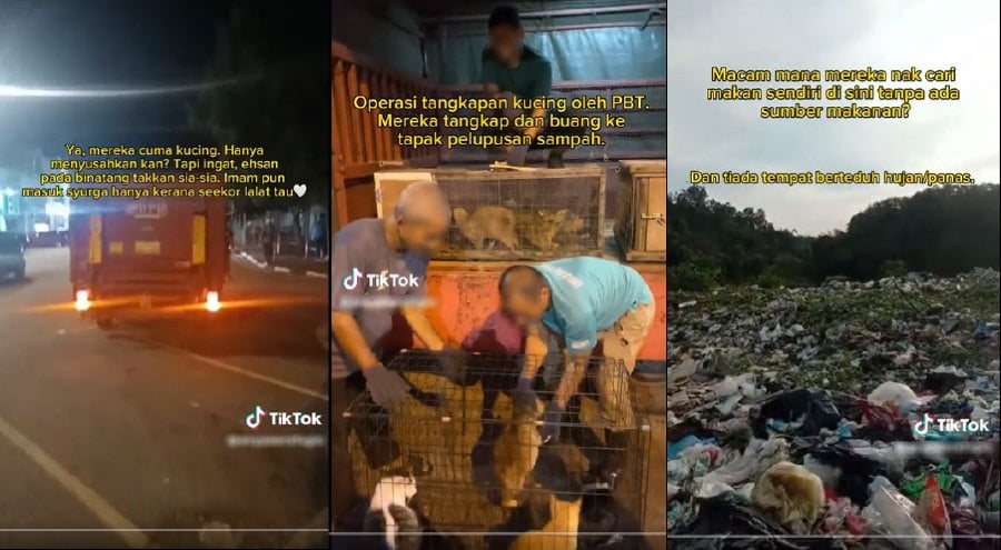 Pasir Mas District Council has defended its action of releasing many stray cats at landfills, which recently went viral. - Pic credit X @ninashakirax