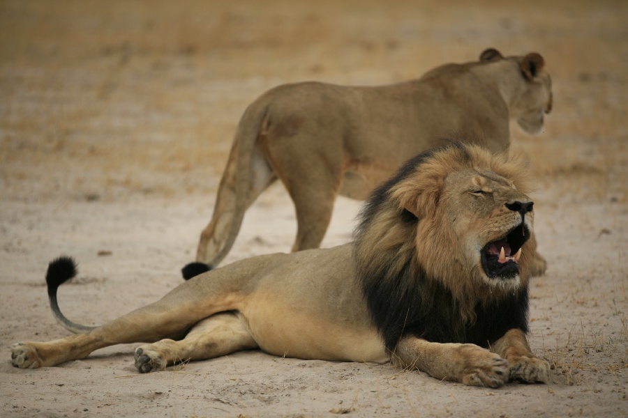 Cecil The Lions Son Xanda Killed By Trophy Hunter New Straits Times Malaysia General
