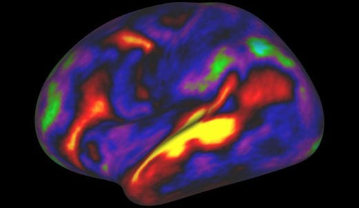 Mind Over Gray Matter: New Map Lays Out Brain's Cerebral Cortex | New ...