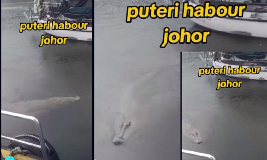 This photocombination made from a viral video, shows what appears to be an crocodile in Puteri Harbour. 